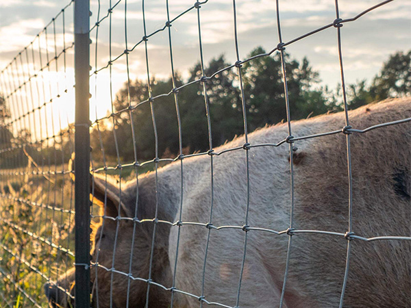  Horse Fence