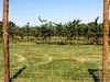 Fixed Knot Fence