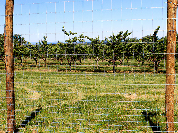 Fixed Knot Fence