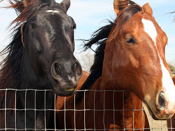  Horse Fence