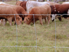 Hinge Joint Field Fence