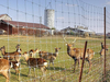 Fixed Knot Fence