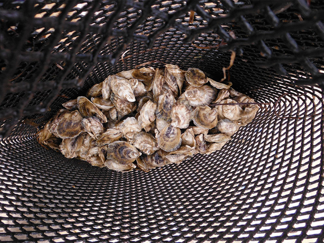 Oyster Mesh Bag